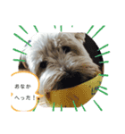 ウェスティの小太郎くん（個別スタンプ：6）