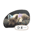 ウェスティの小太郎くん（個別スタンプ：8）