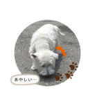 ウェスティの小太郎くん（個別スタンプ：9）