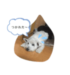 ウェスティの小太郎くん（個別スタンプ：10）