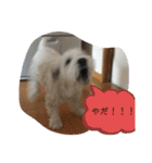 ウェスティの小太郎くん（個別スタンプ：11）