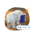 ウェスティの小太郎くん（個別スタンプ：13）