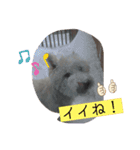 ウェスティの小太郎くん（個別スタンプ：15）