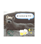 ウェスティの小太郎くん（個別スタンプ：16）