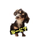 我が家の犬たち アミ マロン パル（個別スタンプ：1）
