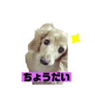 我が家の犬たち アミ マロン パル（個別スタンプ：6）