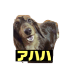 我が家の犬たち アミ マロン パル（個別スタンプ：7）