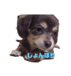 我が家の犬たち アミ マロン パル（個別スタンプ：8）