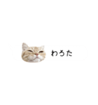 令和うまれのイマドキねこ（個別スタンプ：1）
