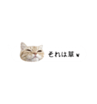 令和うまれのイマドキねこ（個別スタンプ：2）