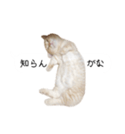 令和うまれのイマドキねこ（個別スタンプ：3）
