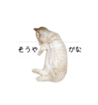 令和うまれのイマドキねこ（個別スタンプ：4）
