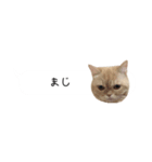 令和うまれのイマドキねこ（個別スタンプ：6）