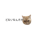 令和うまれのイマドキねこ（個別スタンプ：7）