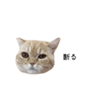 令和うまれのイマドキねこ（個別スタンプ：8）