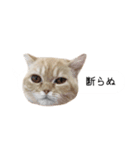 令和うまれのイマドキねこ（個別スタンプ：9）