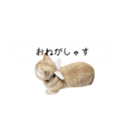 令和うまれのイマドキねこ（個別スタンプ：10）