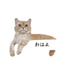 令和うまれのイマドキねこ（個別スタンプ：11）