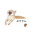 令和うまれのイマドキねこ（個別スタンプ：12）