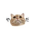 令和うまれのイマドキねこ（個別スタンプ：13）