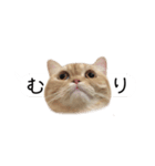 令和うまれのイマドキねこ（個別スタンプ：14）