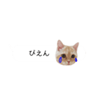 令和うまれのイマドキねこ（個別スタンプ：16）