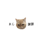 令和うまれのイマドキねこ（個別スタンプ：17）