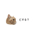令和うまれのイマドキねこ（個別スタンプ：19）