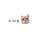 令和うまれのイマドキねこ（個別スタンプ：20）