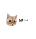 令和うまれのイマドキねこ（個別スタンプ：21）