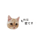 令和うまれのイマドキねこ（個別スタンプ：22）