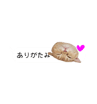 令和うまれのイマドキねこ（個別スタンプ：24）