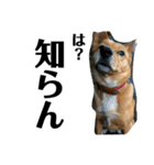 犬界のアイドルももちゃん（個別スタンプ：1）