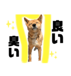 犬界のアイドルももちゃん（個別スタンプ：3）