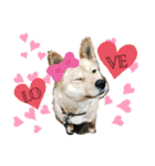 犬界のアイドルももちゃん（個別スタンプ：8）