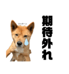 犬界のアイドルももちゃん（個別スタンプ：9）