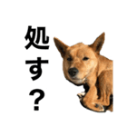 犬界のアイドルももちゃん（個別スタンプ：11）