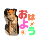 犬界のアイドルももちゃん（個別スタンプ：12）