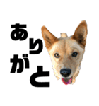 犬界のアイドルももちゃん（個別スタンプ：14）