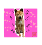 犬界のアイドルももちゃん（個別スタンプ：16）