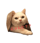 かわいこちゃん詰め合わせ！（個別スタンプ：3）