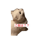 かわいこちゃん詰め合わせ！（個別スタンプ：8）