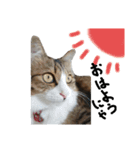 Anzu-chan cat stickers（個別スタンプ：1）