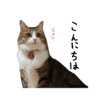 Anzu-chan cat stickers（個別スタンプ：2）