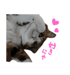 Anzu-chan cat stickers（個別スタンプ：3）
