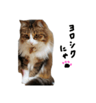 Anzu-chan cat stickers（個別スタンプ：4）