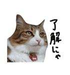 Anzu-chan cat stickers（個別スタンプ：5）