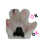 Anzu-chan cat stickers（個別スタンプ：6）