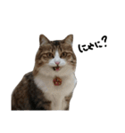 Anzu-chan cat stickers（個別スタンプ：10）