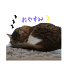 Anzu-chan cat stickers（個別スタンプ：13）
